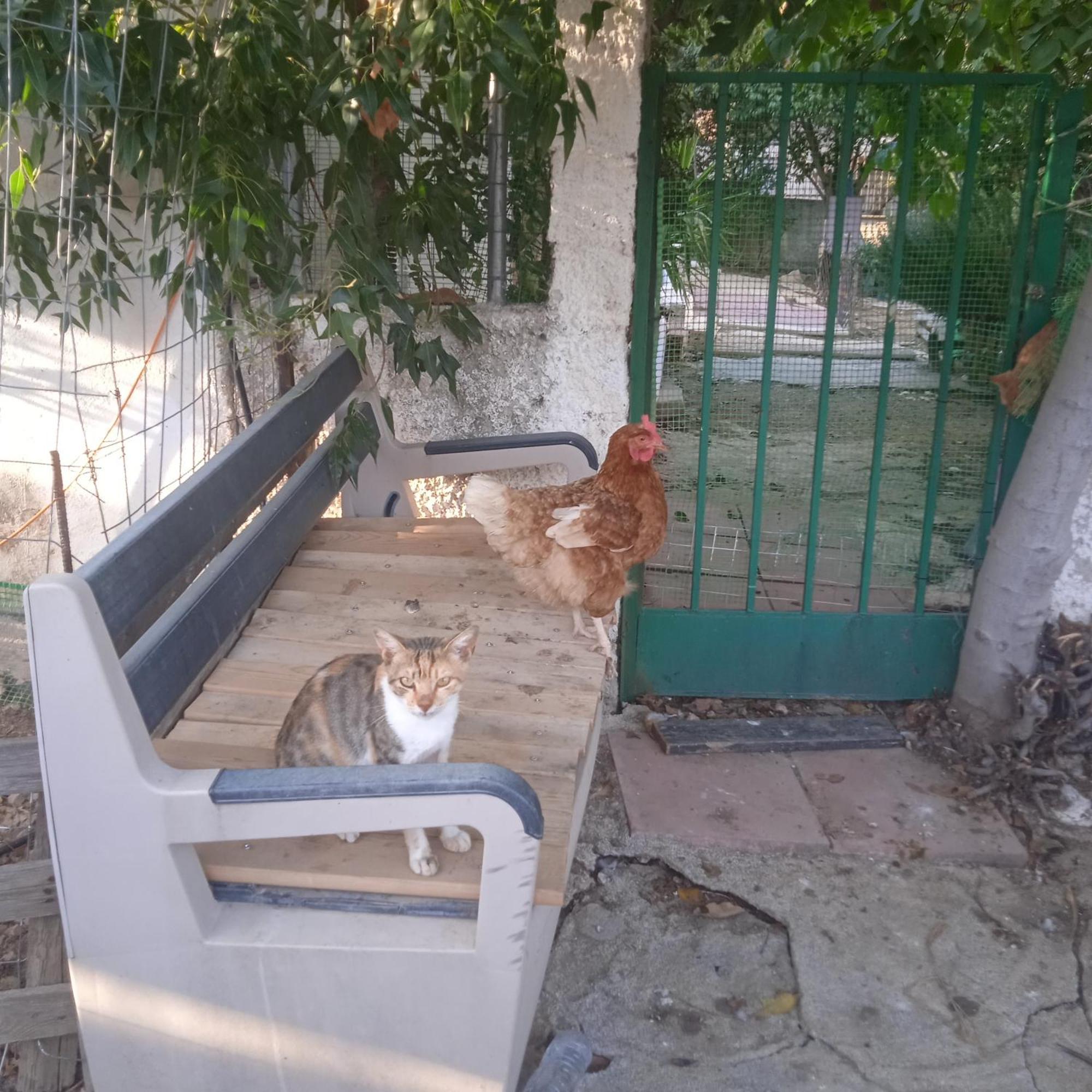 Apartamento Το Μικρό Σπίτι Στη Φάρμα! Acarnas Exterior foto
